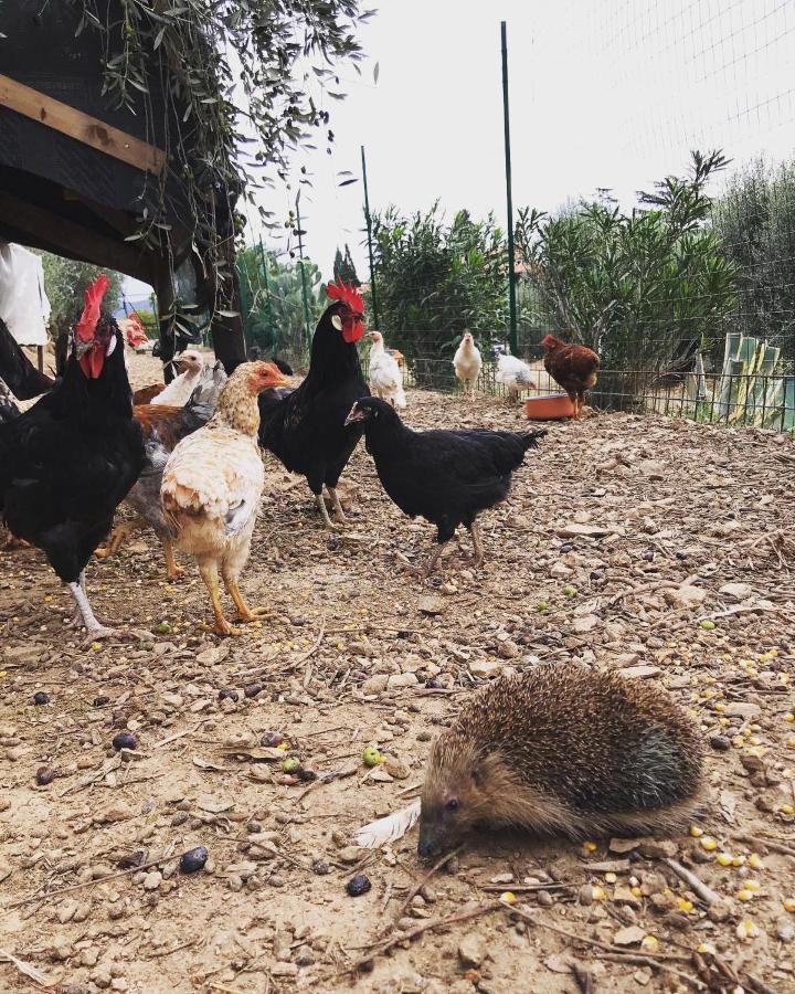 Podere Baloo سوفيريتو المظهر الخارجي الصورة