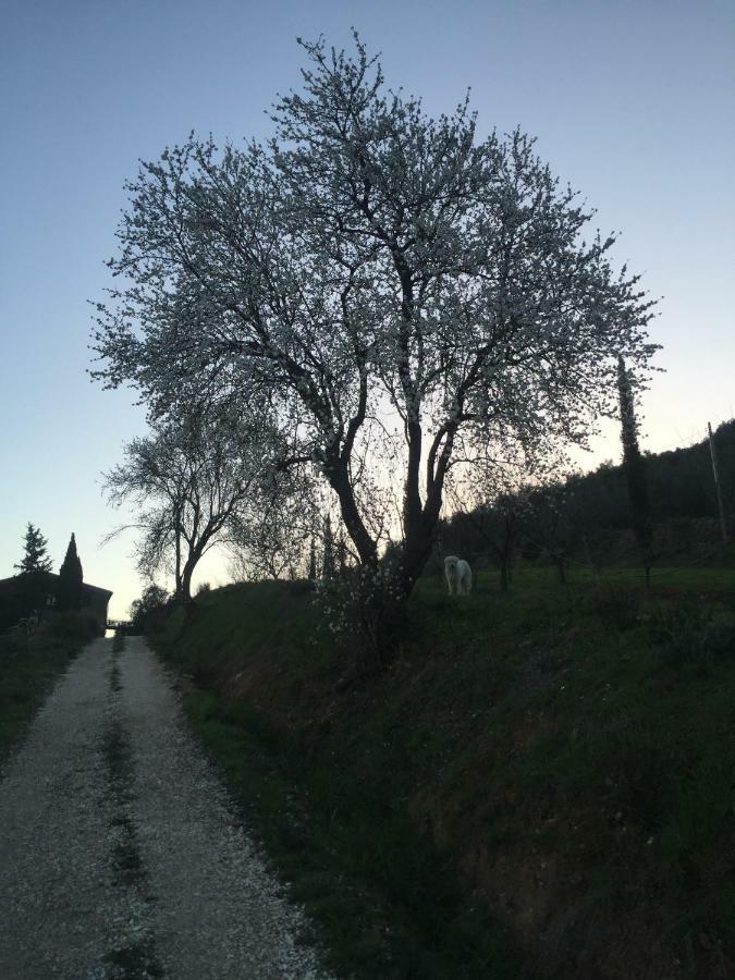 Podere Baloo سوفيريتو المظهر الخارجي الصورة